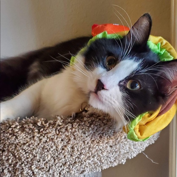 Meet your Posher, Nikki - Picture 1 of 6